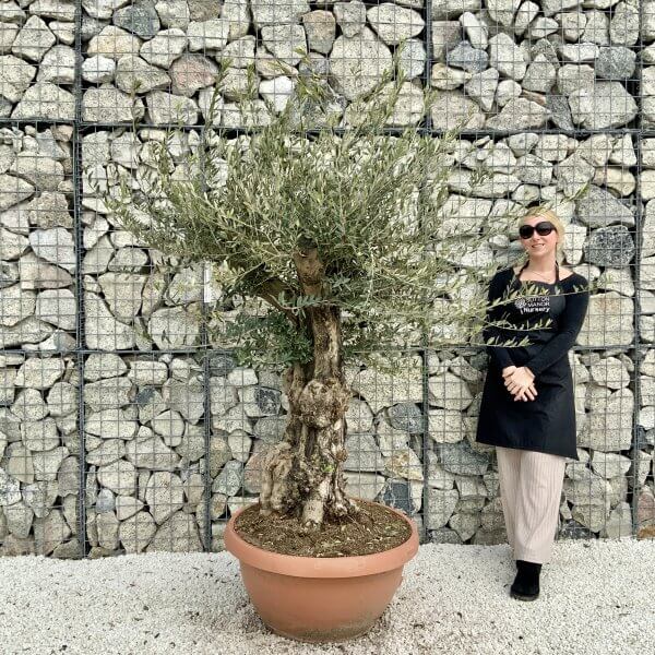 Olive Tree Gnarled XXL Natural Crown (In Patio Pot) H418 - E55A76C4 38B5 46DC 9B2D 87D4618C6067 scaled