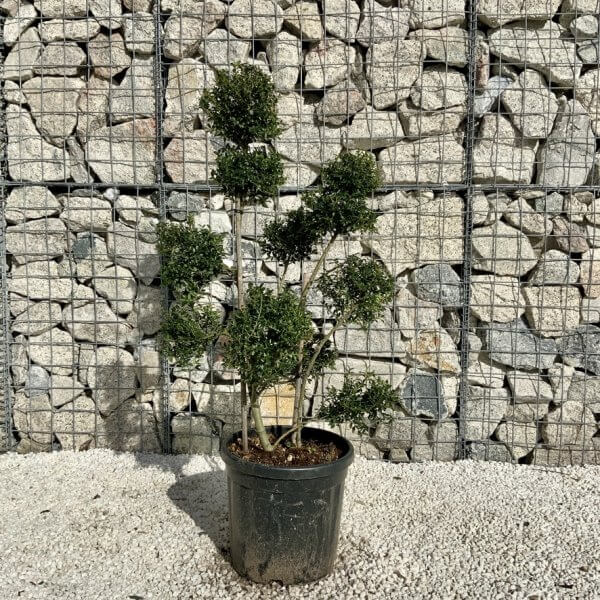 Ilex Crenata Kinme Pom Pon Cloud Tree H142 - E6BB5E84 6440 4CE3 B744 4F2FA0ADA6EB 1 105 c
