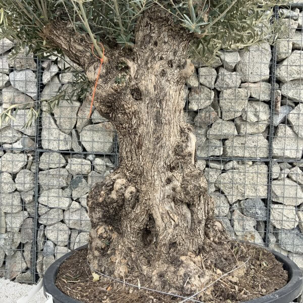 Gnarled Olive Tree XXL (Ancient) H302 - E70820CD E06B 4747 BA08 C1BB179AE77A scaled