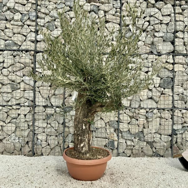 Olive Tree Gnarled XXL Natural Crown (In Patio Pot) H415 - E7FAEC73 4A30 4A2D 9271 DCC658AF279E scaled
