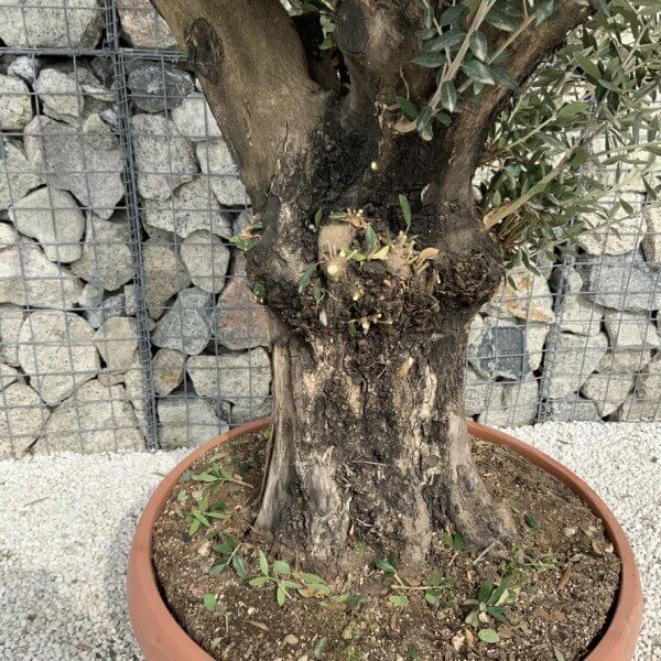 Olive Tree Gnarled XXL Natural Crown (In Patio Pot) H454 - E831B375 CC5A 435E 824E 6678BB9BC222 1 105 c