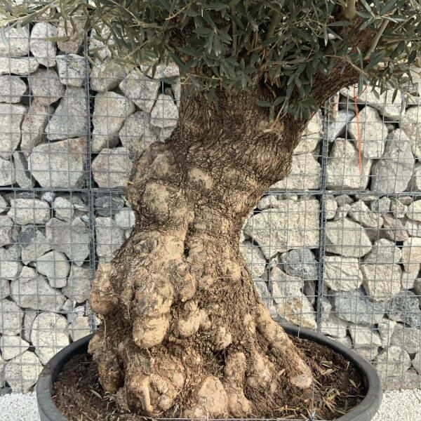 Gnarled Olive Tree XXL (Ancient) H352 - E87319F4 4EF0 4085 B2DE 169797310CE9 scaled