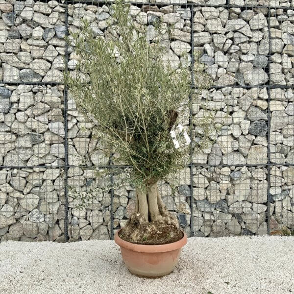 Olive Tree Gnarled XXL Natural Crown (In Patio Pot) H463 - E8C740A7 2265 4F24 BA4C 9193476B88E0 1 105 c