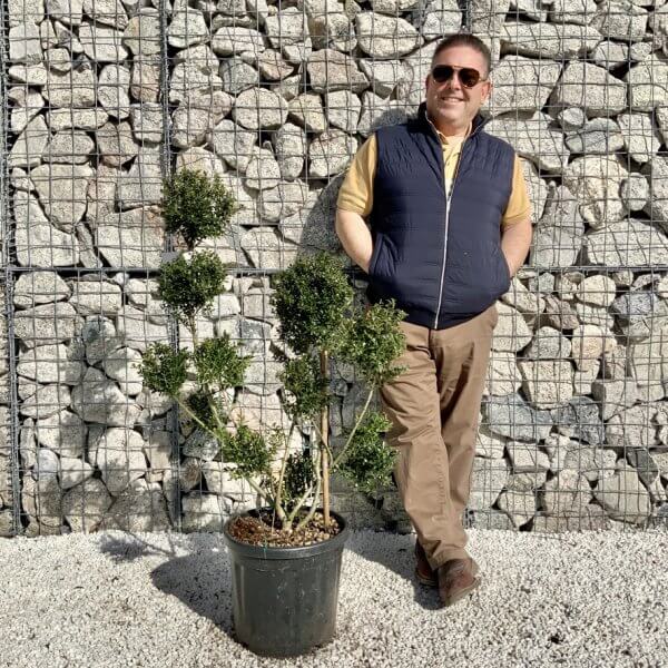Ilex Crenata Kinme Pom Pon Cloud Tree H110 - E911A448 1A9E 4106 A166 82A76294481A 1 105 c
