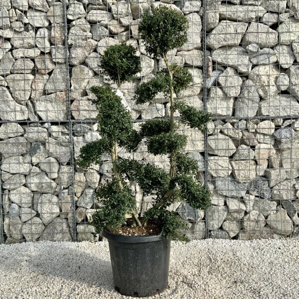 Ilex Crenata Kinme Cloud Tree H0175 - Image 2