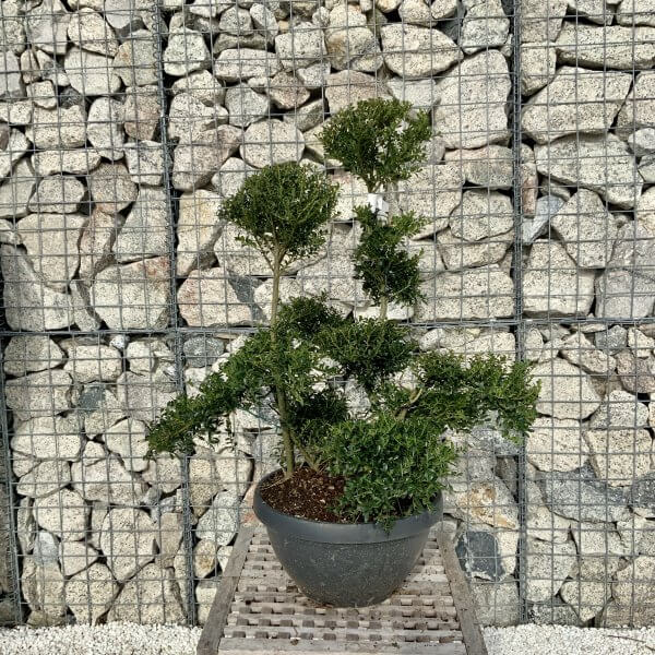 Ilex Crenata Kinme Cloud Tree H099 - Image 2