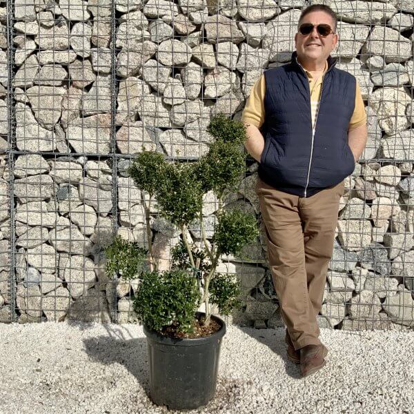Ilex Crenata Kinme Pom Pon Cloud Tree H155 - EA238947 6B68 422B A010 87CBE56812F0 scaled