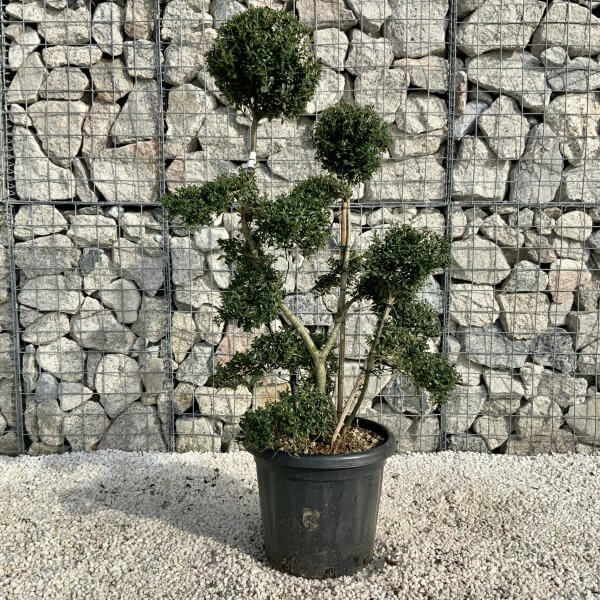 Ilex Crenata Kinme Cloud Tree H215 - EA7A34EC 0C0C 4596 8927 EAFC6A853329 scaled