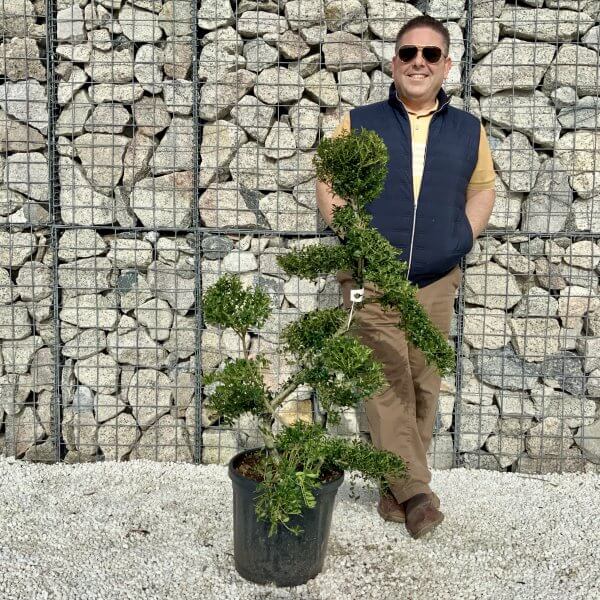 Ilex Crenata Kinme Cloud Tree H064 - EBEC4298 4CF7 477A BE3A FE1965C98ED1 scaled