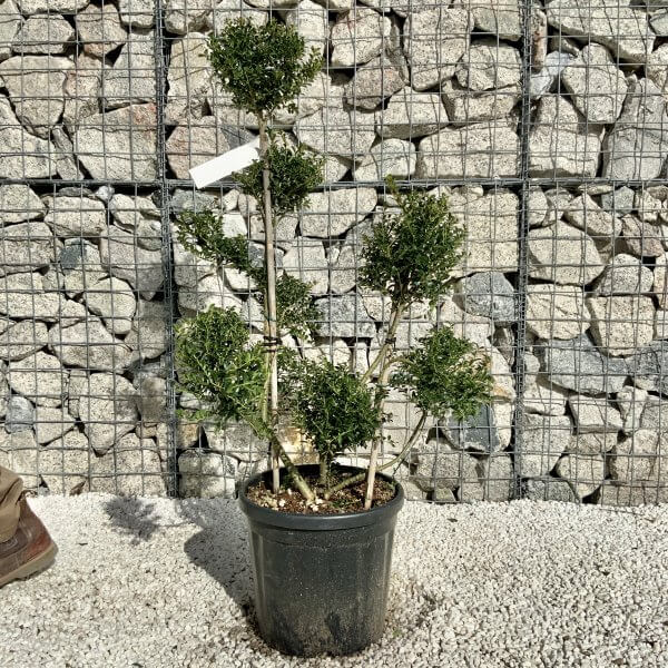 Ilex Crenata Kinme Pom Pon Cloud Tree H163 - EC07EE76 A335 4601 88A5 07F9DB764FF6 scaled