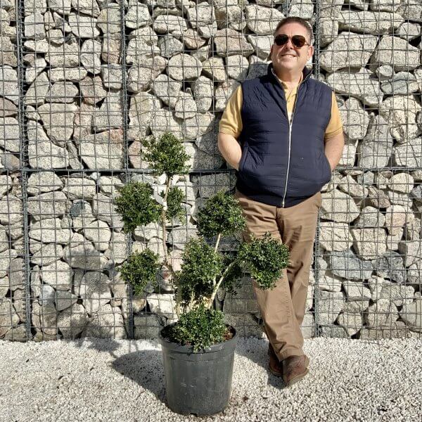 Ilex Crenata Kinme Pom Pon Cloud Tree H121 - EC654155 FB8A 44FD BB95 8F961FB9A6E6 scaled