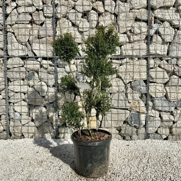 Ilex Crenata Kinme Pom Pon Cloud Tree H133 - ED06DBA1 C968 410F 872D 78933A019483 1 105 c