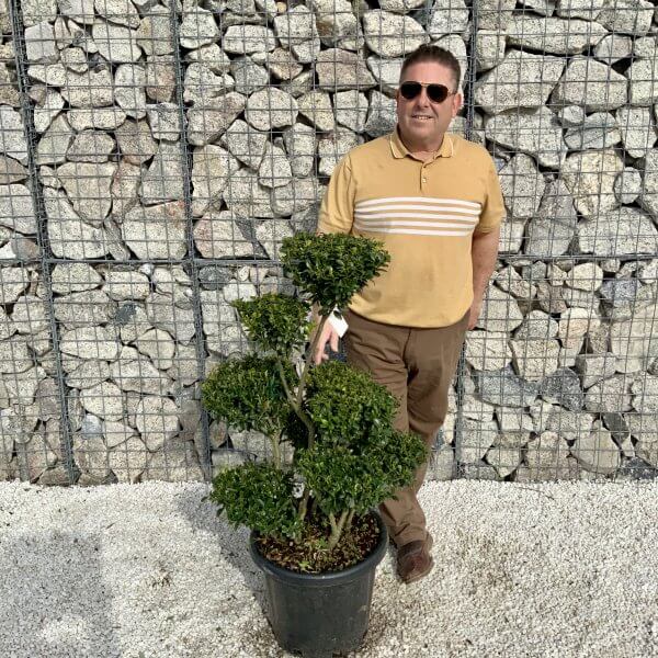 Ilex Maximowicziana Cloud Tree H044 - EE4AF032 6059 4EB8 9360 3916895894E9 scaled