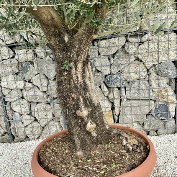 Olive Tree Gnarled XXL Natural Crown (In Patio Pot) H422 - EE5D6436 52B2 4463 8B72 C8FBAD643720 scaled