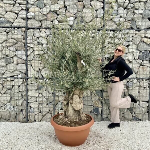 Olive Tree Gnarled XXL Natural Crown (In Patio Pot) H474 - EE7BDF38 D661 404E AC12 DD4DD8642084 1 105 c