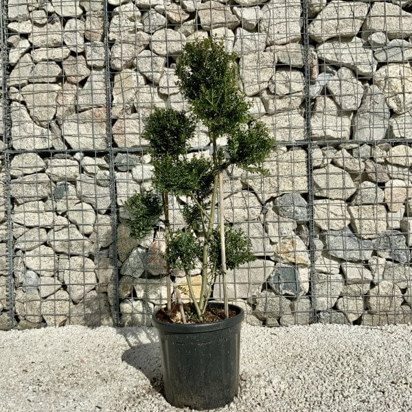 Ilex Crenata Kinme Pom Pon Cloud Tree H157 - EF21559E 7158 4823 A66C 692D7F3870AA 1 scaled