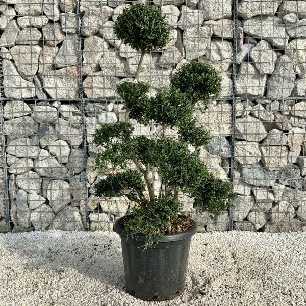 Ilex Crenata Kinme Cloud Tree H214 - Image 2