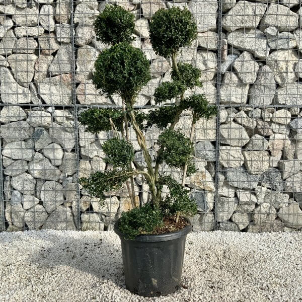 Ilex Crenata Kinme Cloud Tree H216 - EF882E3C 112E 475D 8FAE 0DC7A938B322 scaled