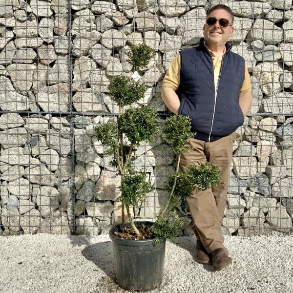 Ilex Crenata Kinme Pom Pon Cloud Tree H144 - EF9BDDFF F59F 443B 8369 358C16BC58A7 scaled