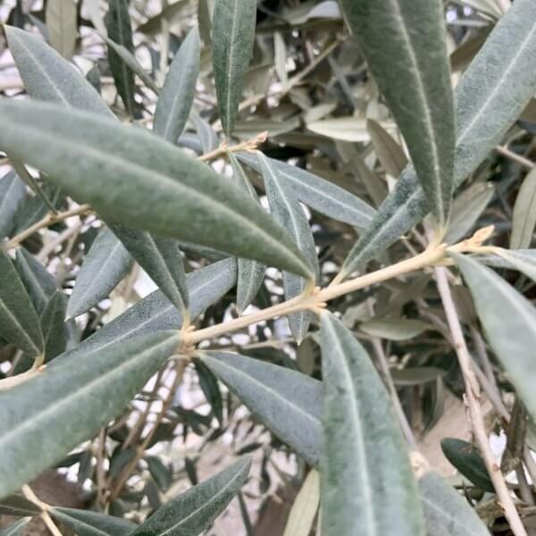 Olive Tree Gnarled XXL Natural Crown (In Patio Pot) H448 - EFA5956B 3BE1 439E A8A9 5EA4A2B30033 1 105 c