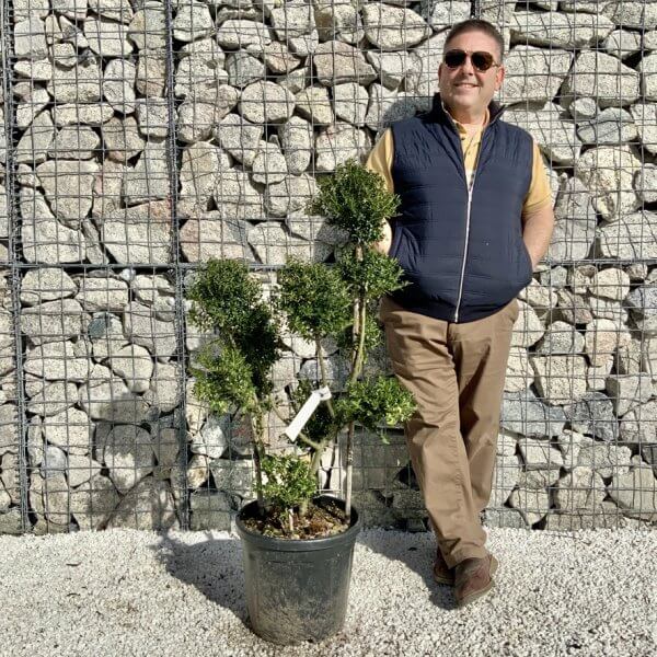 Ilex Crenata Kinme Pom Pon Cloud Tree H116 - EFB12EFC 4581 487A B8C0 DF62C8032013 1 105 c