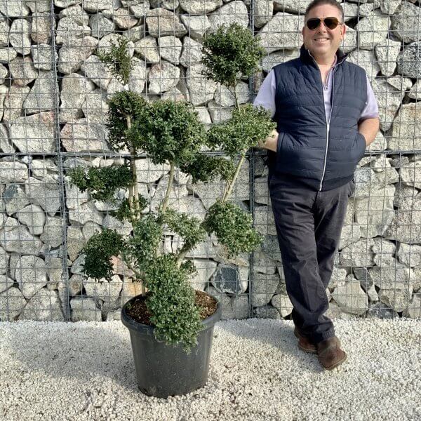 Ilex Crenata Kinme Cloud Tree H203 - EFB7C072 1FA2 4237 80B7 8359F74A76A5 scaled