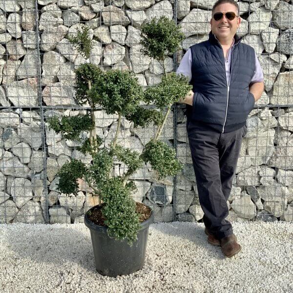 Ilex Crenata Kinme Cloud Tree H203 - EFB7C072 1FA2 4237 80B7 8359F74A76A5 scaled