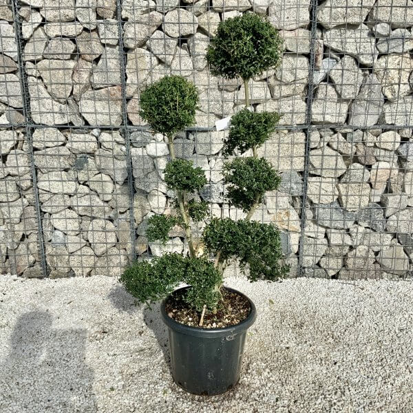 Ilex Crenata Kinme Cloud Tree H058 - Image 2