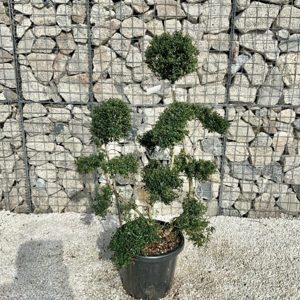 Ilex Crenata Kinme Cloud Tree H059 - EFE580B4 79F8 4087 98E5 2A265547BF0C scaled