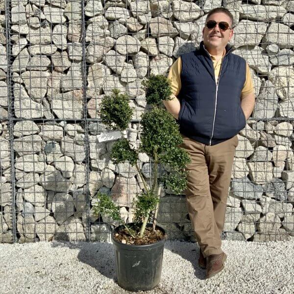 Ilex Crenata Kinme Pom Pon Cloud Tree H118 - EFF7A93E 37CB 44DD 8ECA D94C924DBD81 1 105 c