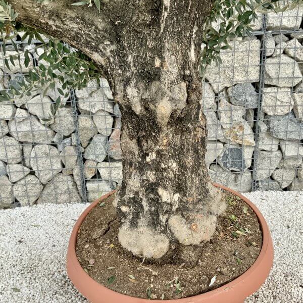 Olive Tree Gnarled XXL Natural Crown (In Patio Pot) H421 - F06C8096 145D 43D4 B3F8 BF28384A2C4A scaled