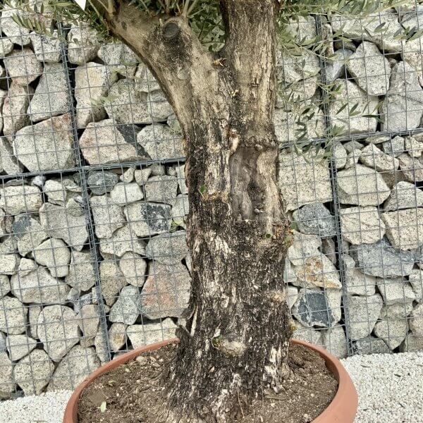 Olive Tree Gnarled XXL Natural Crown (In Patio Pot) H398 - F1256B8E C096 4D60 A245 07BAD720F434 scaled