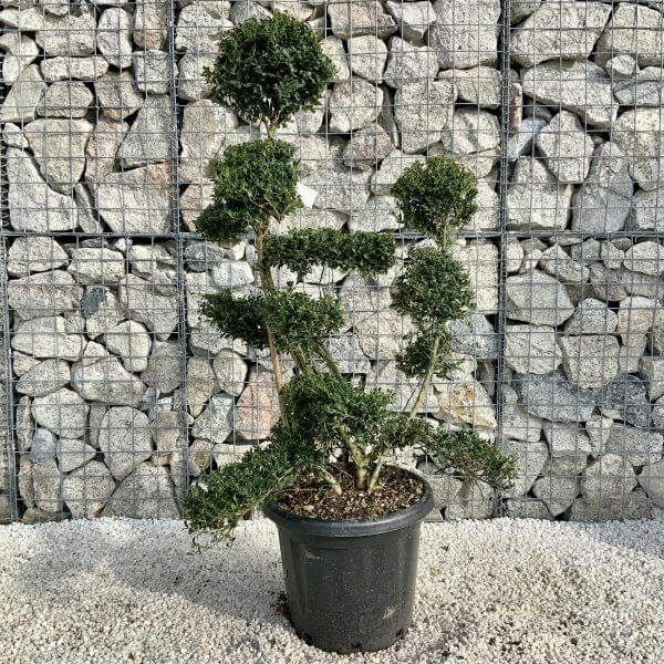 Ilex Crenata Kinme Cloud Tree H206 - F2056948 2508 4C03 A8E1 E8BF63D6E638 1 scaled