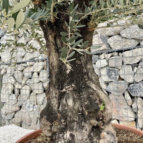 Olive Tree Gnarled XXL Natural Crown (In Patio Pot) H431 - F3035163 8ADA 419E 881F FBF4260B2DBA 1 105 c