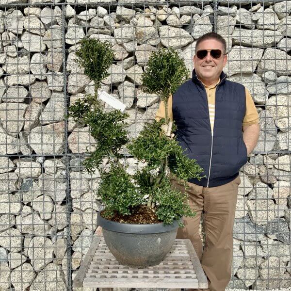 Ilex Crenata Kinme Cloud Tree H080 - F358322F 80F7 4ED7 AE61 57C267CF90F1 scaled
