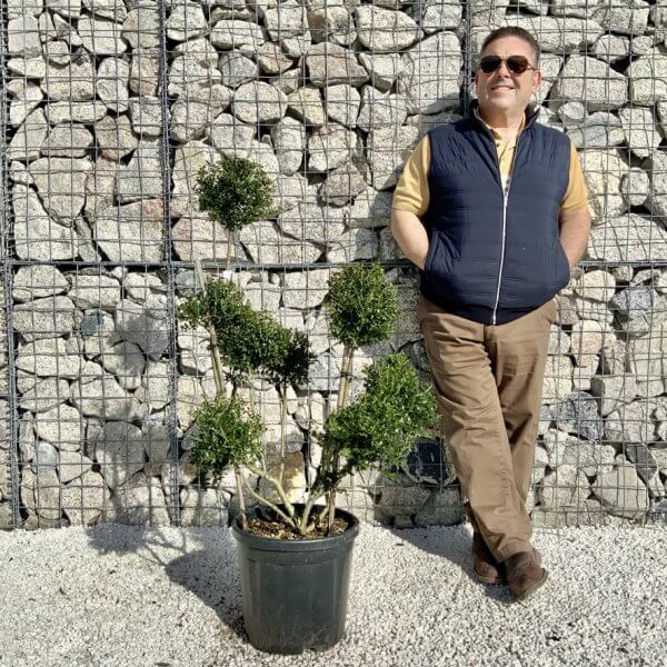 Ilex Crenata Kinme Pom Pon Cloud Tree H130 - F390CDFB 538B 4D18 B439 1F94AA5F8E70 1 105 c