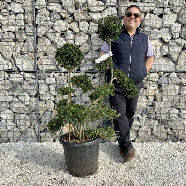 Ilex Crenata Kinme Cloud Tree H0183 - F46BDE2F 8058 433C 94C1 4ACBD67D1A25 scaled