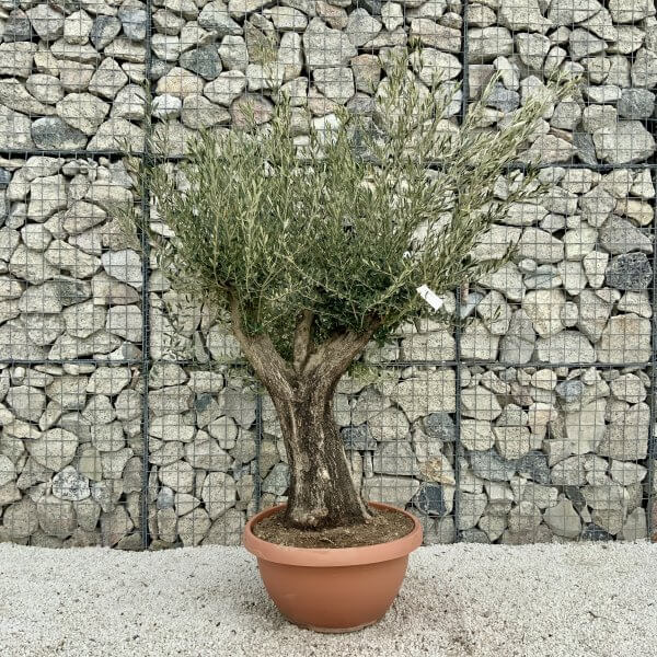 Olive Tree Gnarled XXL Natural Crown (In Patio Pot) H402 - F5652CCD 8106 4821 A663 F9FC03908C19 scaled