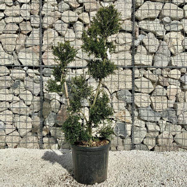 Ilex Crenata Kinme Pom Pon Cloud Tree H172 - F612AF7A 1F69 417C A37A 4E2A906649A6 scaled