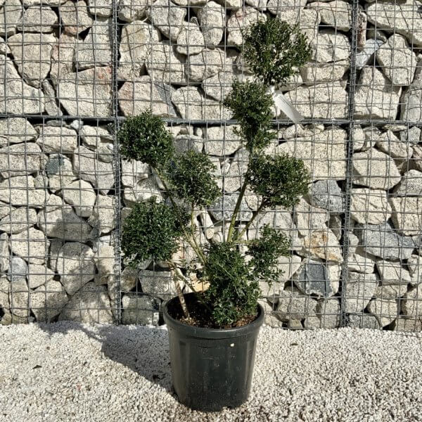 Ilex Crenata Kinme Pom Pon Cloud Tree H103 - F671E110 E8E2 4F06 B9B8 FE46F218E09D 1 105 c