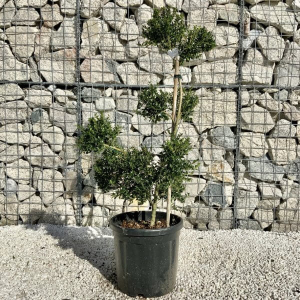 Ilex Crenata Kinme Pom Pon Cloud Tree H131 - F7BC2E27 5492 4DBF 87B4 D67235635A2D 1 105 c