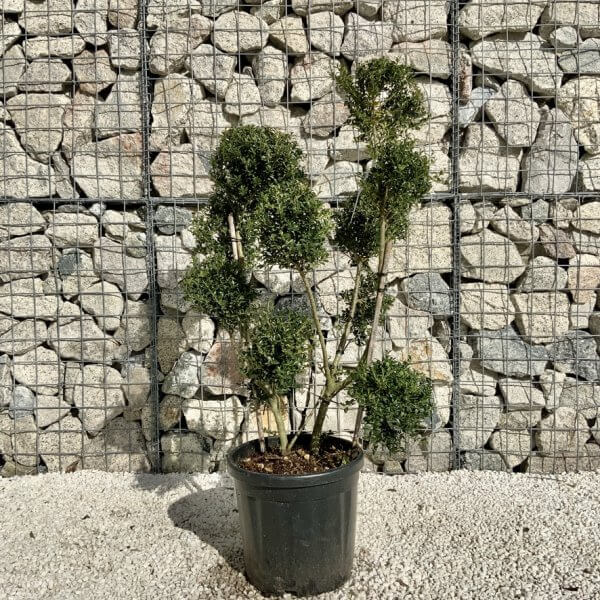 Ilex Crenata Kinme Pom Pon Cloud Tree H139 - F82080B2 11D2 4587 B247 46321FF80226 1 105 c