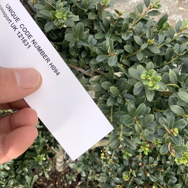 Ilex Crenata Kinme Cloud Tree H094 - F8A0DBD4 6E2D 46F9 B962 F6B917A4E569 scaled