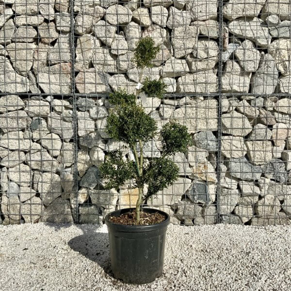 Ilex Crenata Kinme Pom Pon Cloud Tree H105 - F93D114E 8313 4255 BABC DF10CF73CB98 1 105 c