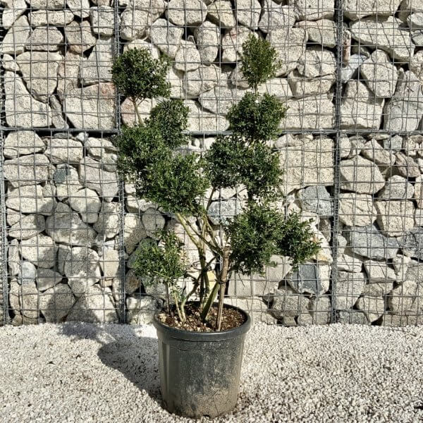 Ilex Crenata Kinme Pom Pon Cloud Tree H112 - F93F9FB0 42BA 442D 944C CB5A10587068 1 105 c