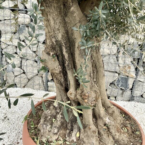Olive Tree Gnarled XXL Natural Crown (In Patio Pot) H391 - F9CF538F 3CB8 4D58 9ECB 3EB588C7EBB6 scaled