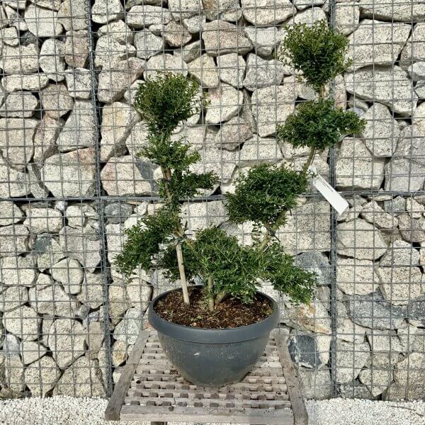 Ilex Crenata Kinme Cloud Tree H098 - Image 2