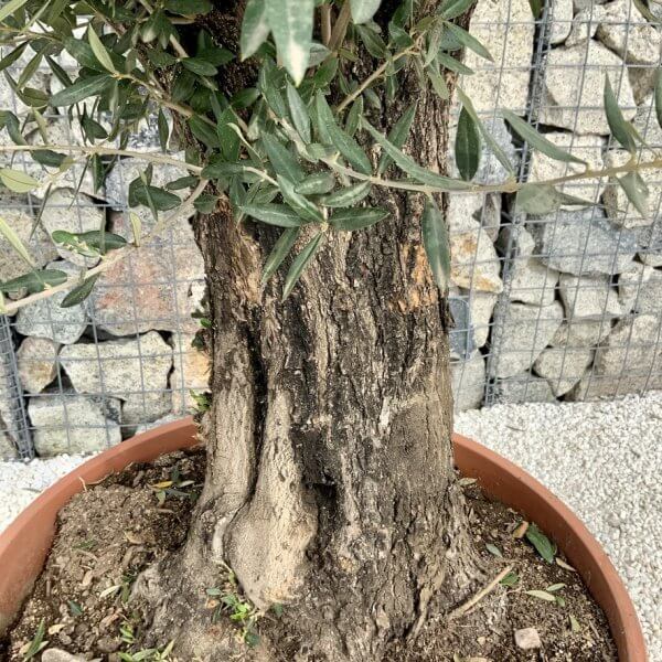 Olive Tree Gnarled XXL Natural Crown (In Patio Pot) H439 - FA5B8DDC 74DB 4C01 B519 113CFFC8D742 1 105 c