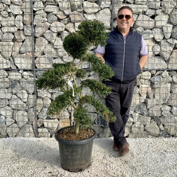 Ilex Crenata Kinme Cloud Tree H0184 - FA66CEF2 98D5 4180 A278 2A5CA2484628 scaled