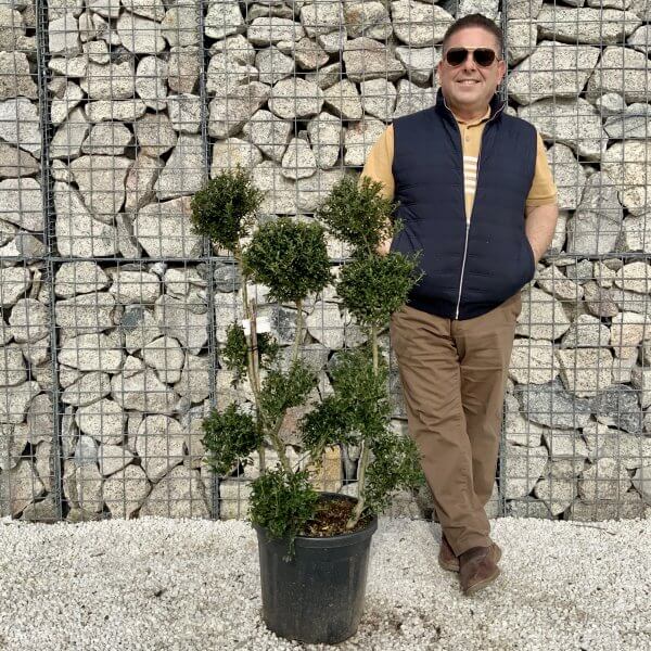 Ilex Crenata Kinme Pom Pon Cloud Tree H077